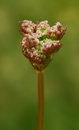 waterdropwort,آب چکان,آب زهرچکان